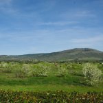 open field, green grass, shrubs, trees, blue sky